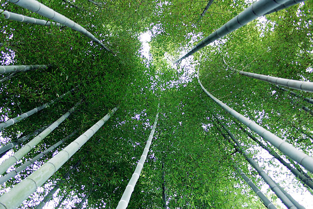 Bamboo Canopy