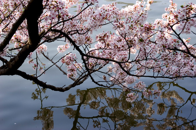 Cherry Blossom Reflections