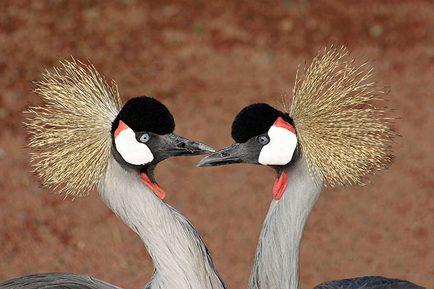 Love birds