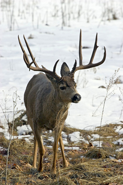 Buck in the snow