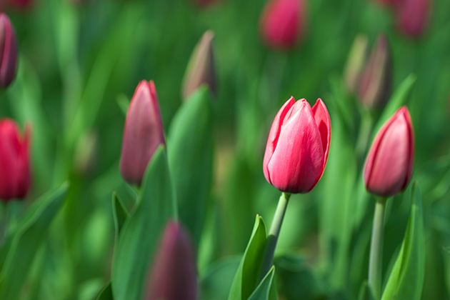 Bright Pink Tulip