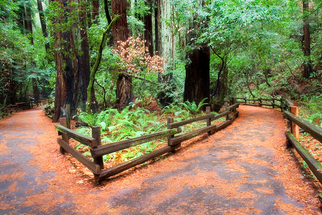 Muir Woods Walking Trails