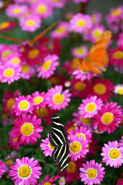Butterflies on Pink Flowers