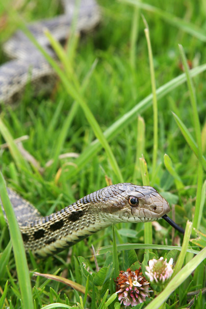 The Snake