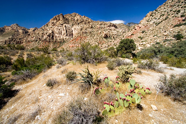 Cactus in the Hills