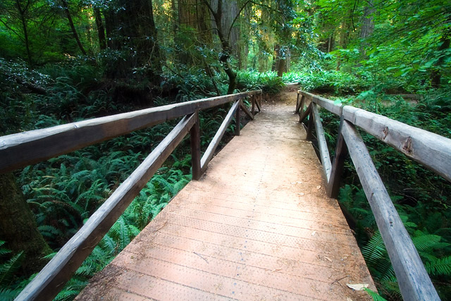 Bridge in the Forest