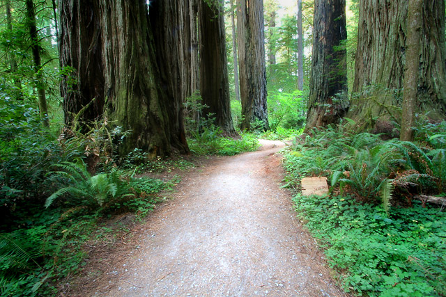 Path in the Woods