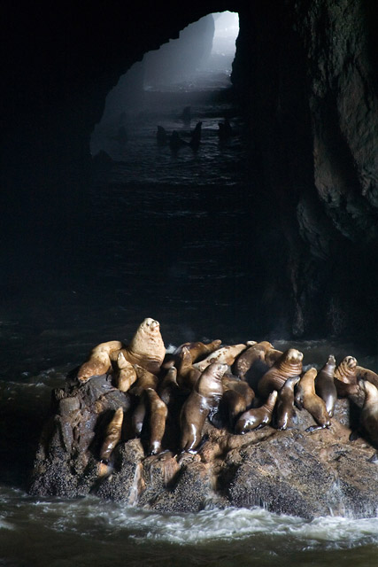 Sea Lions in Tunnel