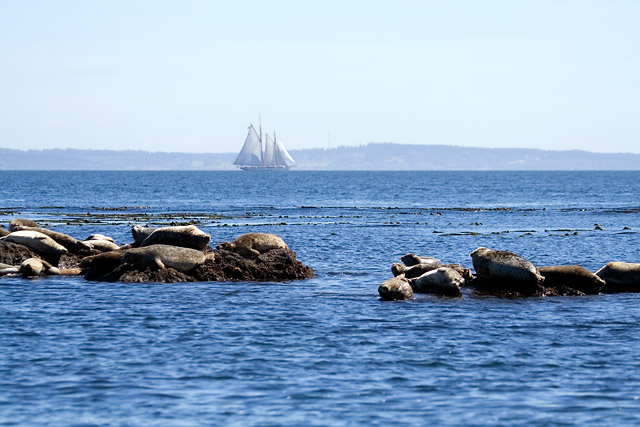Harbor Seals with Sailboat
