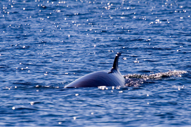 Minke Whale