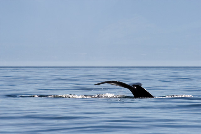 Humpback Tail