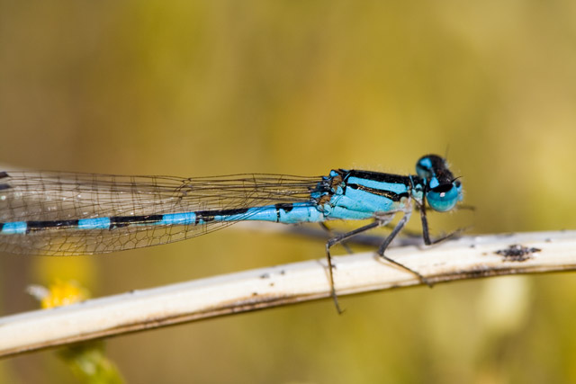 Damselfly
