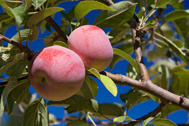 Ripe Apples