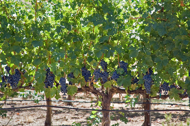 Grapes on the Vine