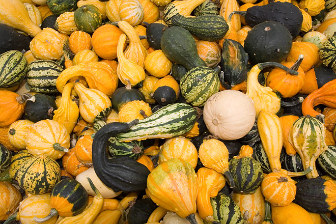 Whole Lotta Squash