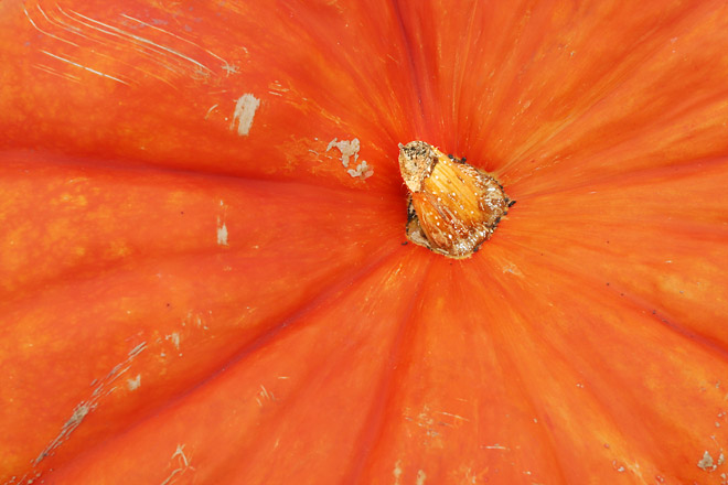 Pumpkin Closeup