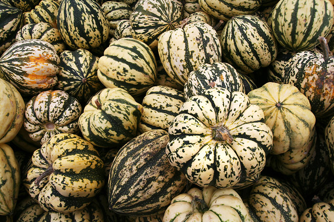 Green and White Pumpkins