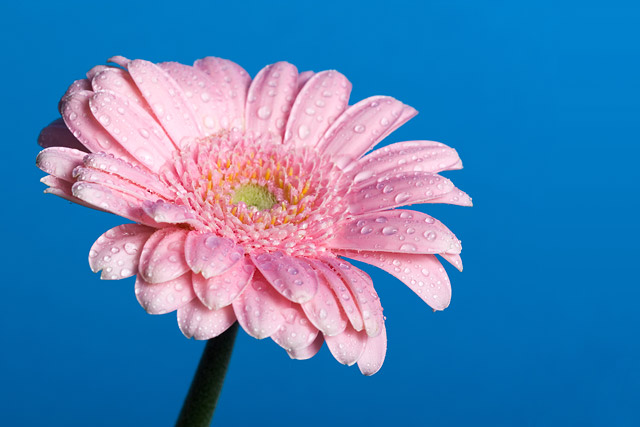 Pink Gerbera on Blue