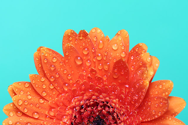Gerbera Sunrise