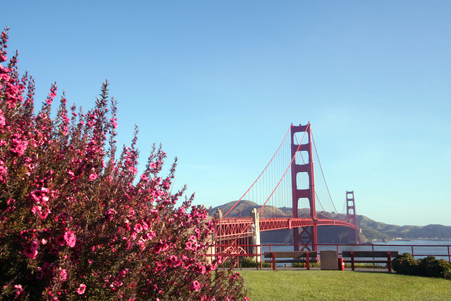 Pink Flowers at the Golden Gate