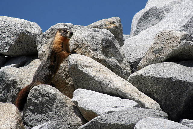 Yosemite Critter