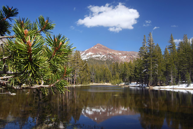 Mountain Reflection with Pine