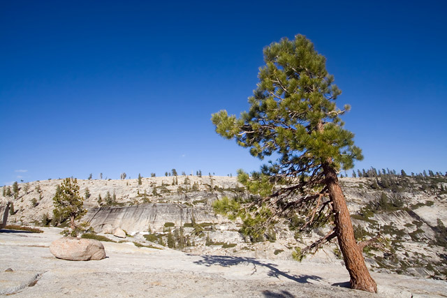 Mountaintop Pine Tree