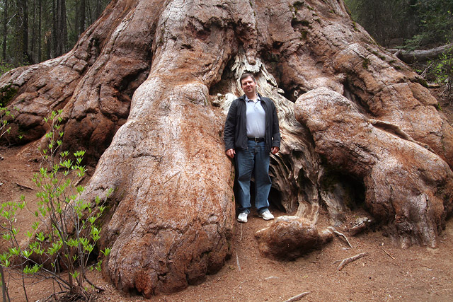 Me and a Sequoia