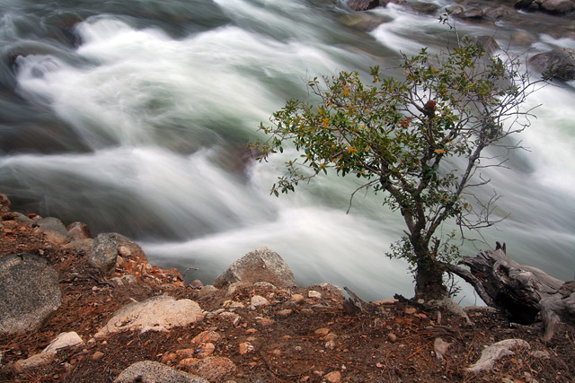 Merced River Bush