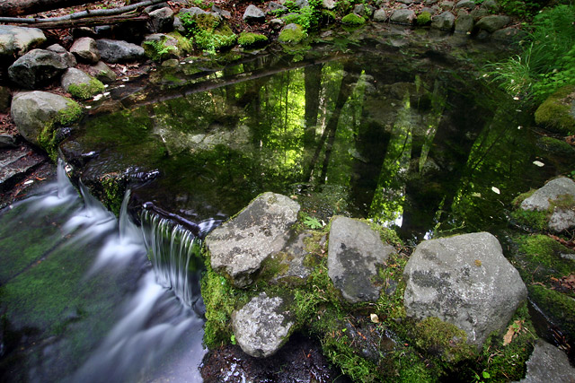 Fern Springs Reflection