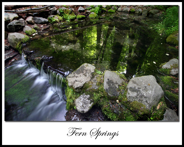 Fern Springs Reflection - Framed