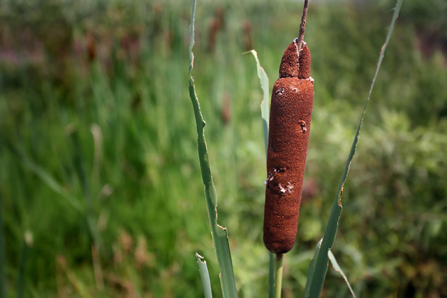 Cattail