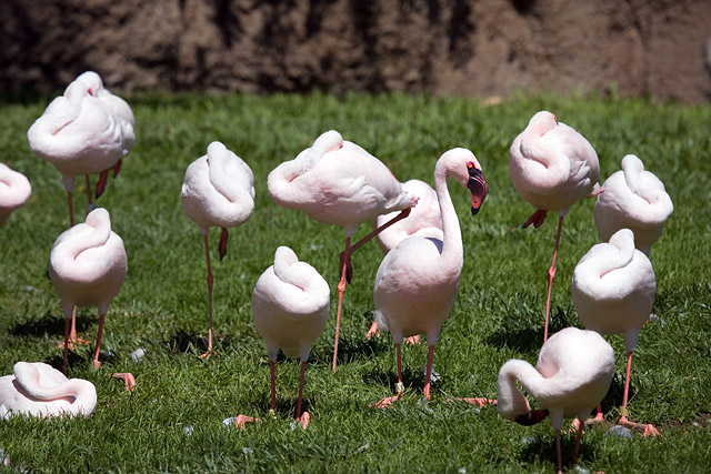 Wide Awake Flamingo