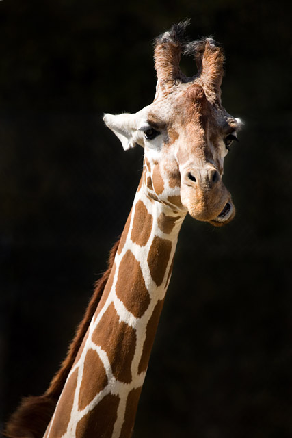 Chewing Giraffe