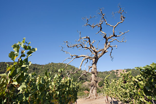 Gnarled Tree in Vineyard