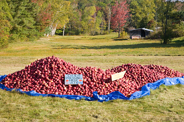 Cider Apples