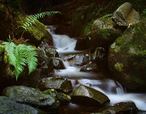 Scottish Stream