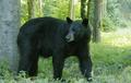 Black Bear