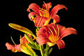 LillyCRW_6025.jpg