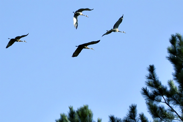 Sandhill Cranes