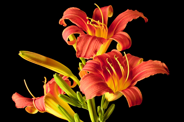 LillyCRW_6025.jpg