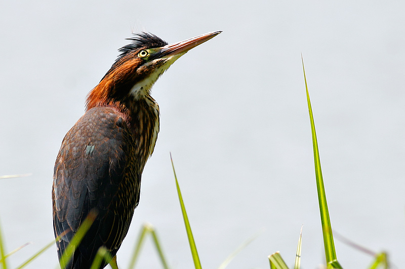 Green Heron