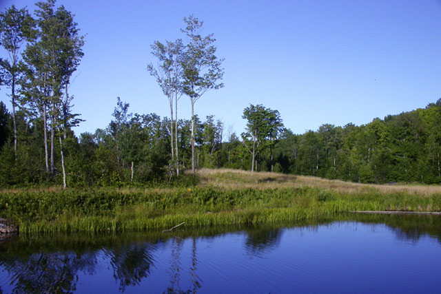 Peaceful Pond