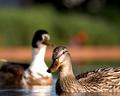 Female Duck with Male