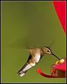 IMG_4559-01a.jpg