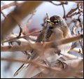 Signs of spring