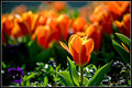 IMG_8295a.jpg