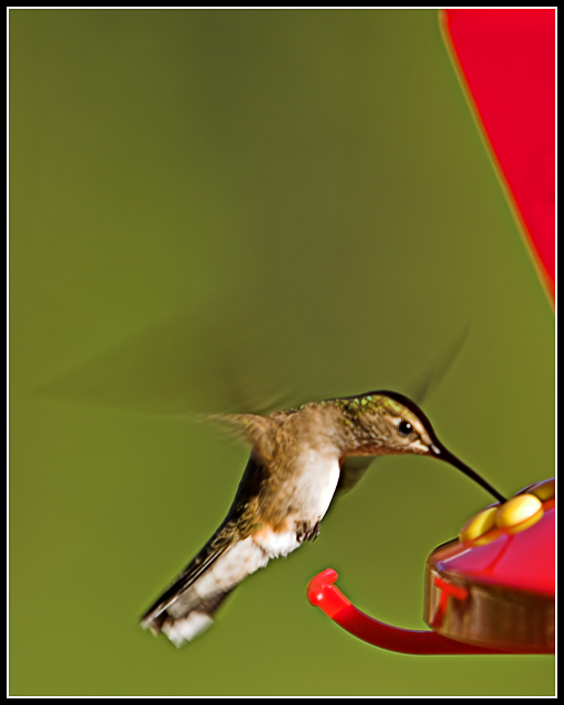IMG_4559-01a.jpg