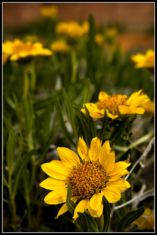 IMG_7037.jpg