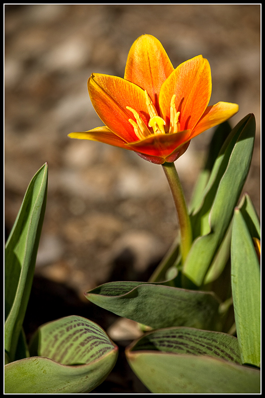 IMG_8269a.jpg